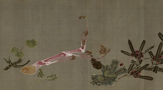 伊藤若冲《菜蟲譜》より うど